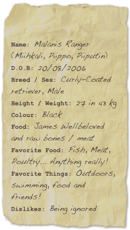 

Name: Malanis Ranger (Miihkali, Piippo, Piiputin)D.O.B: 20/08/2006Breed / Sex: Curly-Coated retriever, Male
Height / Weight: 27 in 43 kg
Colour: Black
Food: James Wellbeloved and raw bones / meatFavorite Food: Fish, Meat, Poultry... Anything really! Favorite Things: Outdoors, swimming, food and friends!Dislikes: Being ignored